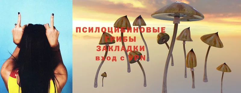 Псилоцибиновые грибы Cubensis  закладки  гидра ТОР  Бронницы 